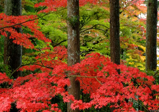 Nulla facilisi, donec at magna ut nulla