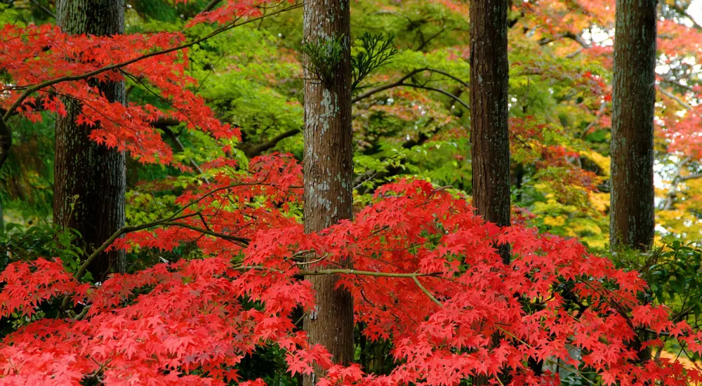 Nulla facilisi, donec at magna ut nulla