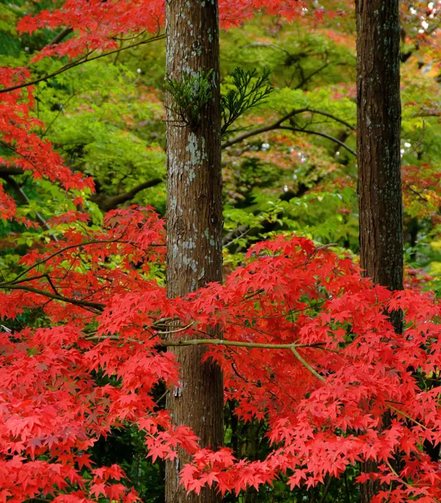 Nulla facilisi, donec at magna ut nulla