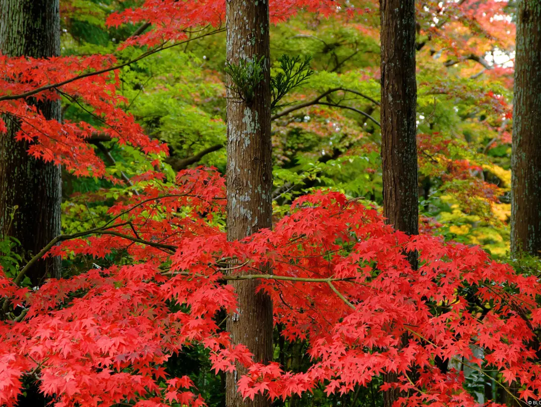 Nulla facilisi, donec at magna ut nulla